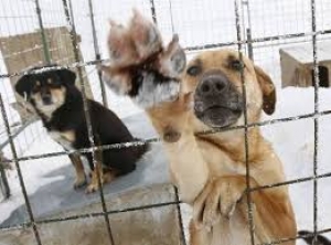 Ψηλά στον κατάλογο <br> της κακοποίησης <br> ζώων η Ελλάδα