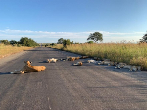 Λιοντάρια κοιμούνται <br> στους άδειους δρόμους <br> της Αφρικής (pic)