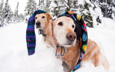Οι 7 συμβουλές για τα <br> σκυλιά μας τους <br> χειμωνιάτικους μήνες
