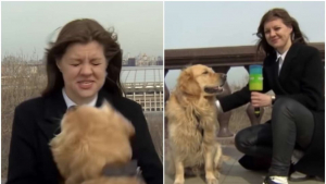 Σκυλάκι άρπαξε <br> μικρόφωνο από <br> ρεπόρτερ! (video)