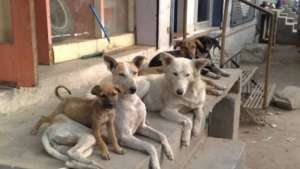 Καταγγελία σοκ για <br> ομαδικές θανατώσεις <br> σκύλων στη Ρωσία