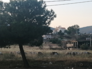 Παλλήνη Βγήκαν <br> πρωί πρωί για <br> βοσκή τα πρόβατα (εικόνα)