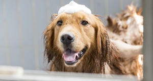Πώς κάνουμε <br> μπάνιο το σκυλί μας <br> τον χειμώνα