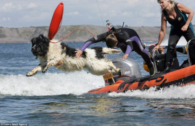 Τα εκπληκτικά σκυλιά <br> ναυαγοσώστες της <br> &#039;&#039;Νέας Γης&#039;&#039; (video)