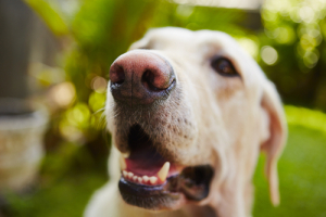 Όλα όσα πρέπει να <br> γνωρίζουμε για τα <br> δόντια του σκύλου μας