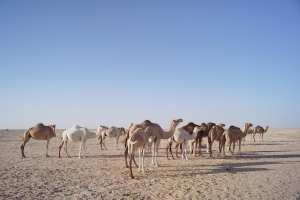 Κτηνωδία στην καιόμενη <br> Αυστραλία Θανάτωσαν <br> 5000 καμήλες!