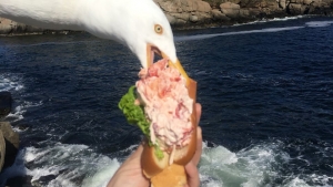 Η viral φωτογραφία <br> με τον γλάρο που <br> τρώει σάντουιτς