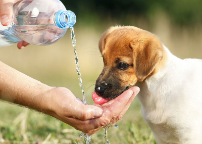 Πόσο νερό <br> πρέπει να πίνουν <br> τα σκυλιά μας...