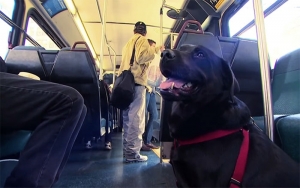 Η σκυλίτσα που παίρνει <br> μόνη το λεωφορείο και <br> πηγαίνει στο πάρκο! (vid)