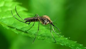 Τι είπε ο καθηγητής <br> Τσιόδρας για τον ιό και <br> το τσίμπημα κουνουπιών