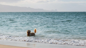 Το σκυλί μας κολυμπάει <br> στη θάλασσα Τι θα <br> πρέπει να προσέχουμε
