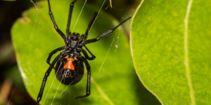 Μαύρες αράχνες <br> τσίμπησαν βρέφος και <br> γυναίκα στη Δ. Ελλάδα