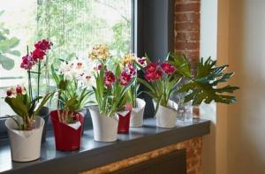 Τα 12 φυτά για καλή <br> τύχη και θετική <br> ενέργεια στο σπίτι