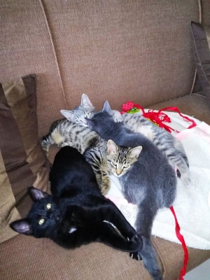 Τέσσερα σούπερ <br> γατάκια ζητούν <br> οικογένεια (εικόνα)
