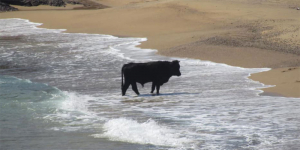 Απίστευτο! Βγήκαν <br> αγελάδες στις παραλίες <br> της Μυκόνου (pic)