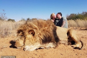 Φιλιούνται πάνω από  το λιοντάρι που  σκότωσαν (εικόνα)