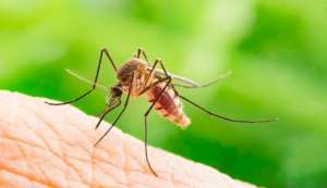 Δείξτε μεγάλη <br> προσοχή φέτος στα <br> μολυσμένα κουνούπια!