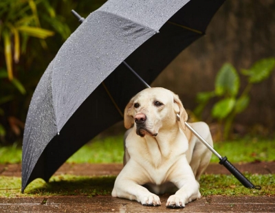 Βγάζουμε τον <br> σκύλο βόλτα <br> όταν βρέχει;