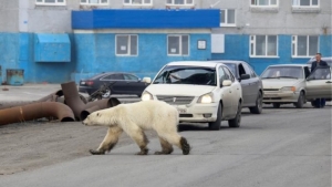Βρέθηκε η πολική <br> αρκούδα σε Σιβηρική <br> πόλη (εικόνα)