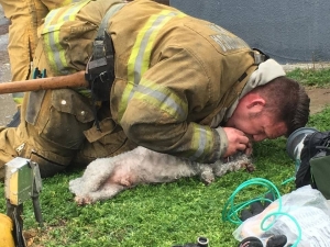 Πυροσβέστης αρνείται <br> να εγκαταλείψει το <br> σκυλάκι που έσωσε (εικόνες)