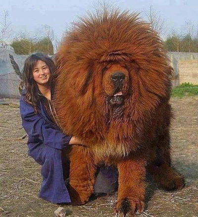 Αυτό είναι το <br> μεγαλύτερο σκυλί <br> του πλανήτη