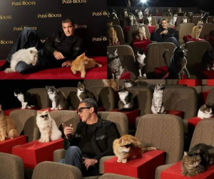 Πρεμιέρα ταινίας του <br> Μπαντέρας με θεατές <br> μόνο γάτες! εικόνα)
