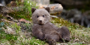 Κάτοικοι στη Φλώρινα  απεγκλώβισαν αρκουδάκι  από βαρέλι