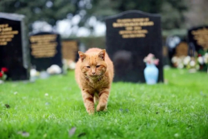 Ο γάτος Μπάρνι που <br> μια ζωή γαλήνευε <br> ανθρώπους σε Κοιμητήριο