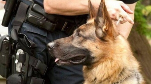 Ο αστυνομικός σκύλος <br> Στιτς &#039;&#039;συνέλαβε&#039;&#039; <br> 52χρονο με ναρκωτικά