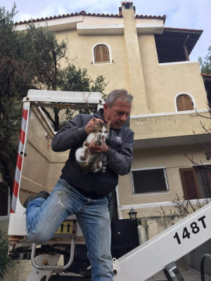 Ραφήνα Ο δήμος <br> απεγκλώβισε γατούλα <br> από ταράτσα (εικόνα)