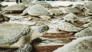 Πάγωσαν 7000 <br> χελώνες Μεγάλη <br> επιχείρηση διάσωσης