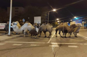 ''Τόσκασαν'' από τσίρκο  καμήλες και λάμα και  βγήκαν στους δρόμους!
