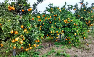 Έκλεψαν συγκομιδή <br> πορτοκαλιών 38 τόνων <br> στη Λακωνία