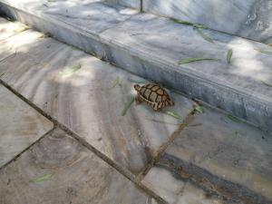 Ραφήνα Η χελωνίτσα  ''μετρ'' της  ''Κατσαρόλας'' (εικόνα)