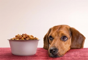 Οι 10 τροφές που <br> απαγορεύεται να <br> φάει ο σκύλος μας