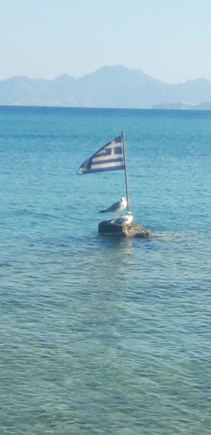 Ελληνική ομορφιά  Η γλαρονησίδα του  Αιγαίου (εικόνα)