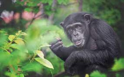 Αντιδράσεις για τη <br> θανάτωση του χιμπατζή <br> στο Αττικό Πάρκο