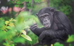 Αντιδράσεις για τη  θανάτωση του χιμπατζή  στο Αττικό Πάρκο