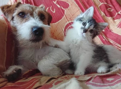 Σκυλάκια φροντίζουν <br> γατάκια σε καταφύγιο <br> (πολλές εικόνες)