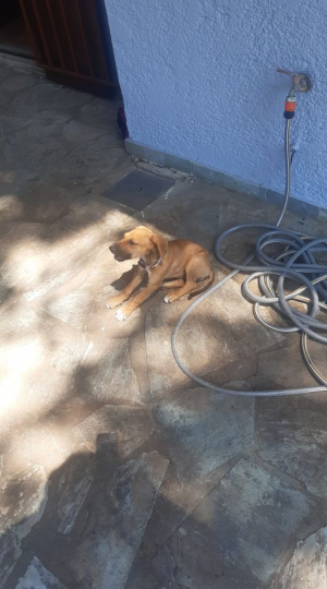 Ραφήνα Πώς βάφτισε <br> τη σκυλίτσα που έσωσε <br> ο Μάκης Βουδούρης