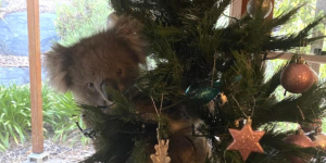Γύρισε σπίτι και βρήκε <br> ένα κοάλα στο <br> Χριστουγεννιάτικο δέντρο