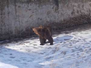 Η αρκουδίτσα Χριστίνα <br> σώθηκε στο Νευροκόπι <br> που είχε εγκλωβιστεί...