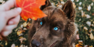 Τα πιο όμορφα <br> σκυλίσια μάτια της Γης <br> Σιβηριανό χάσκυ (εικόνα)