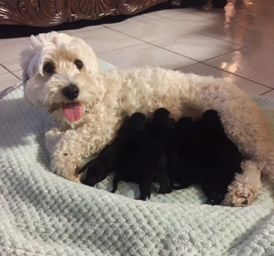 Ζευγάρι άσπρων σκυλιών <br> γέννησε 8 μαύρα <br> κουταβάκια! (εικόνα)