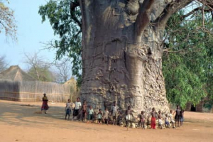 Αυτό είναι το <br> αρχαιότερο δέντρο <br> του πλανήτη Γη