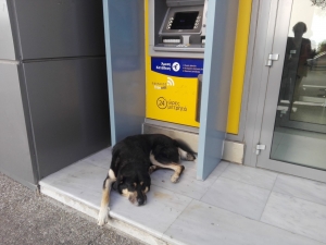 Ο σκύλος φύλακας  του ΑΤΜ στη  Ραφήνα (εικόνα)