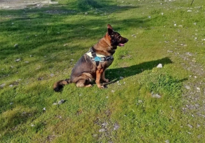 Δηλητηρίασαν 25 <br> σκυλιά στο <br> Ηράκλειο Κρήτης