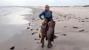 Ο Έλληνας  ψαροντουφεκάς με  το ρεκόρ τσιπούρας