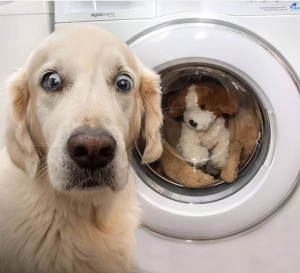 Αυτή η σκυλόφατσα  μπροστά στο πλυντήριο  είναι  ''όλα τα λεφτά''