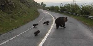 Η μαμά αρκούδα <br> βολτάρει με τα <br> παιδιά της (εικόνα)